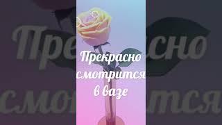 Интерьерные цветы из мыла #мыловарение #soap #shorts