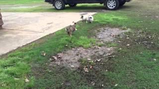 AKC Blue Merle Sheltie Puppy