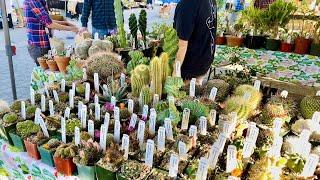 Los Angeles Cactus and Succulent Society Spring Sale 2021