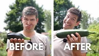 Reasons Your Zucchini Are Forming Only MALE Flowers