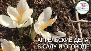 САДОВО ОГОРОДНЫЕ ДЕЛА В АПРЕЛЕ