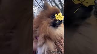 #josiane #spitz_dog #pomeranian #spitzlover #cute #pets #funnyvideo #pomeranianpuppy #mdr #maya