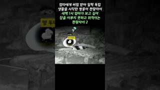 엄마가 보고 싶어 잠 못 이루는 아기 판다 판왕자이 #아기판다 #판왕 #두장옌 #푸바오 #福宝 #푸바오근황