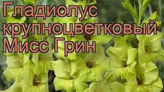 Гладиолус крупноцветковый Мисс Грин (gladiolus)  обзор: как сажать, рассада гладиолуса Мисс Грин