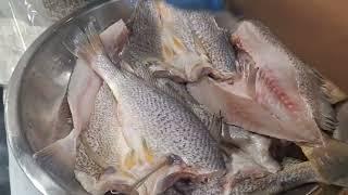 SEASONING  &  FRYING FISH AGAIN!!( CROAKER)