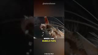 Pistol Shrimp | Nature's Fastest Gunslinger