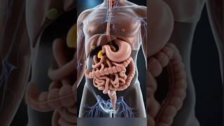 3D Anatomy of Intestinal Parasites | Inside the Human Digestive System