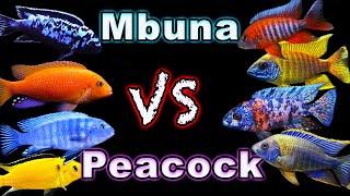 African Cichlid Showdown: Peacock Cichlids vs Mbuna Cichlids - Which One Comes Out on Top?