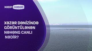 Xəzər dənizində görüntülənən nəhəng canlı nədir?