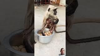 hanuman ji ke vaner sena #monkey