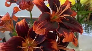 Lilium ´Forever Susan´