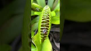 House Fly | Venus Fly Trap | Dionaea Muscipula | #insectkiller #flytrap #shortsfeed #shorts