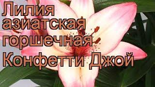 Лилия азиатская горшечная (lilium asiatic confetti joy)  лилия обзор: как сажать луковицы лилии