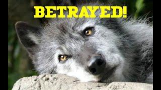 Jon Malin Betrays His Wolf Pack!