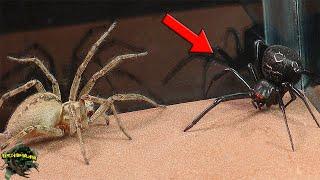 Venomous spiders in action! Black Widow and Funnel Spider in an EPIC encounter