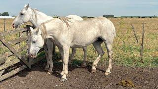 POTRANCAS TORDILLAS CRUZA CON PERCHERON  $ 850.000 LOSEQUINOS.COM