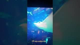 the Deep uk fish