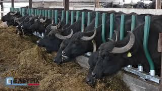 Ireland's First Buffalo Farm in Cork | EASYFIX Evolve Feed Fence