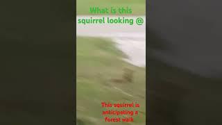 This squirrel is different.