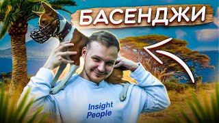 МЕНЯ УКУСИЛА БАСЕНДЖИ | все о породе| личный опыт владения породой