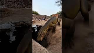 The Komodo dragon ate the eggs and went into the hole