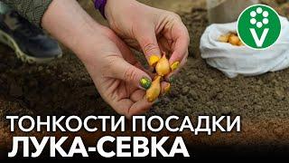 СДЕЛАЙТЕ ТАК ПРИ ПОСАДКЕ ЛУКА-СЕВКА ВЕСНОЙ для отличного урожая без болезней и вредителей!