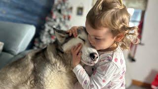 Baby Doing All She Can To Help Her Husky Sleep!.