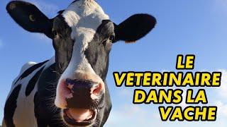 Lafesse - Le vétérinaire dans la vache