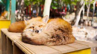 Visiting Japan's Fox Village | Miyagi Zao Kitsunemura Fox Village | ASMR