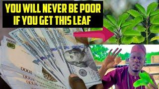 Big Money will come to you after doing this ritual of Miracle leafs.