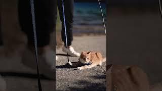 Our kitten's first road trip | #vanlifediaries #vanlifereality #vancat