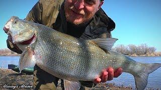 УДАЧНАЯ РЫБАЛКА ВЕСНОЙ. Крупный жерех на воблер. Река Лодка Спиннинг.