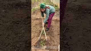 Double-Ended Hoe Transforms Farming—Watch This Farmer Boost Productivity by Hand!