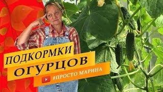 Огурцы. Чем подкармливать, когда и как в течение сезона.