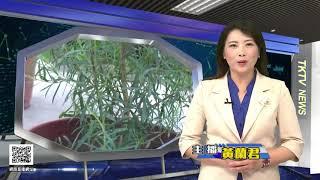 感謝港都新聞採訪報導 澳洲茶樹苗，榴槤苗，藍莓苗，無花果苗