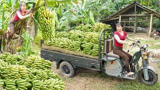 Use 3-wheeled Vehicle Harvesting Lots Of Banana Goes To Countryside Market Sell | Free Bushcraft