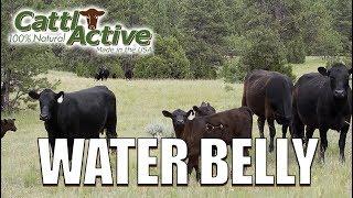 Water Belly and How Burt Reno Has Reduced Cases In His Cattle