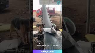 These Dogs are Better Employees Than Most Humans!Factory Pups UNITE! #dog #funnydog #worklife #lol