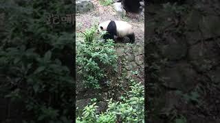 #panda #short #trending #panda  704 #tiktok #Douyin #hottrend #shorts #youtubeshort