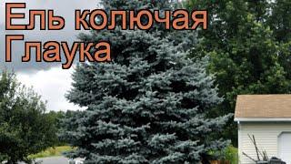 Ель колючая Глаука (picea glauca)  колючая ель Глаука обзор: как сажать, саженцы ели Глаука