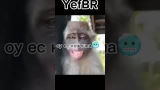 жинс жи #бибизяны #брадки #манки #AngrBR #мем #приколы #смешно #шутка #meme #funny #monkey шо шо