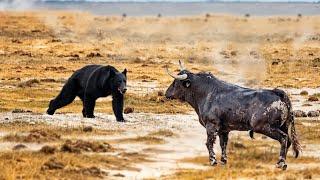 Black Bear VS Bull Encounter Face to Face!