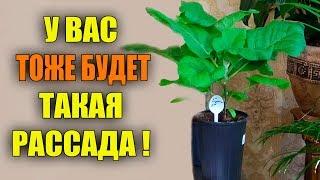 ИДЕАЛЬНАЯ РАССАДА БАКЛАЖАНОВ! ВЫ ДОЛЖНЫ ЭТО ЗНАТЬ!