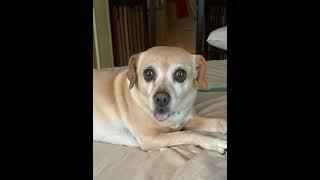 Molly will always be loved #ai #adorableanimals #chiweenie