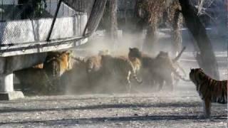 Siberian Tigers Being Fed Live Goat