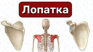 Анатомия лопатки: строение, лопатка 3D / Остеология