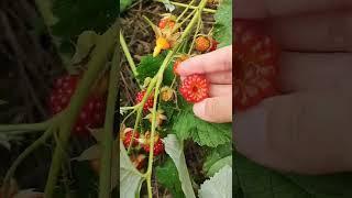 #redberry
