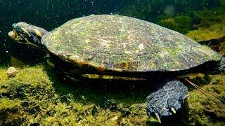 Gregs Turtle Haven is live!