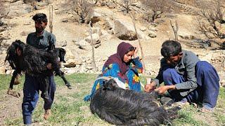  Binding the broken leg of a goat and collecting firewood in nomadic life 