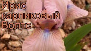 Ирис карликовый Волтс (iris pumila volts)  ирис Волтс обзор: как сажать саженцы ириса Волтс